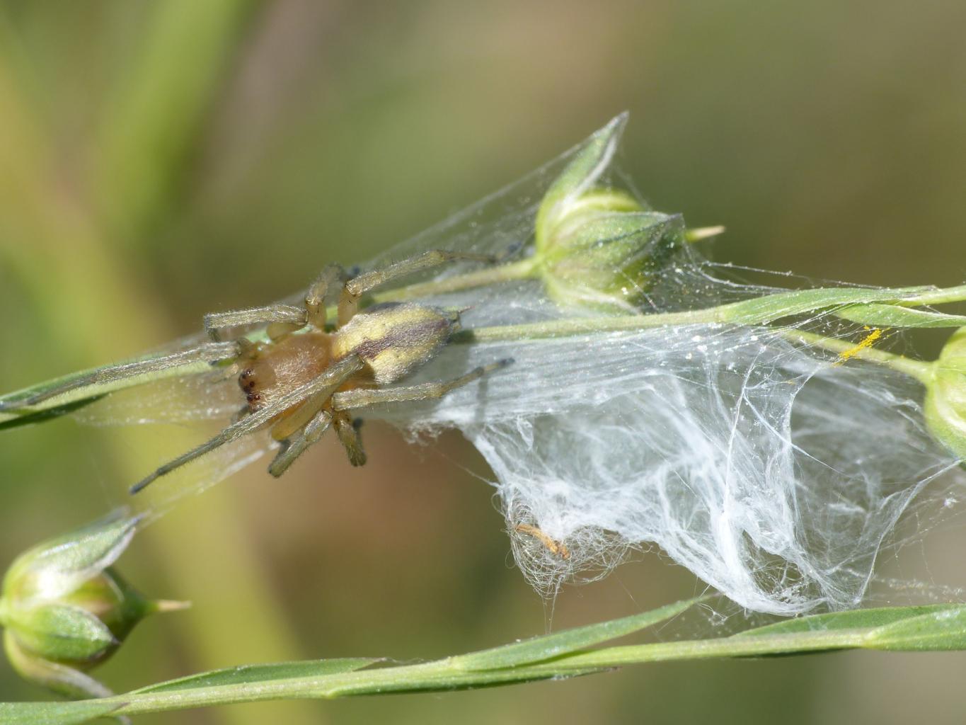 Cheiracanthium sp. - Tolfa (RM)